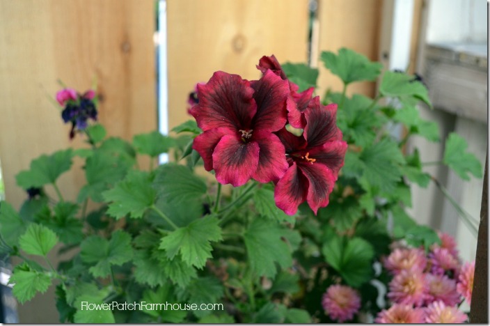 Overwintering Your Favorite Plants - Flower Patch Farmhouse