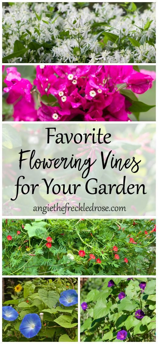 Favorite Flowering Vines | angiethefreckledrose