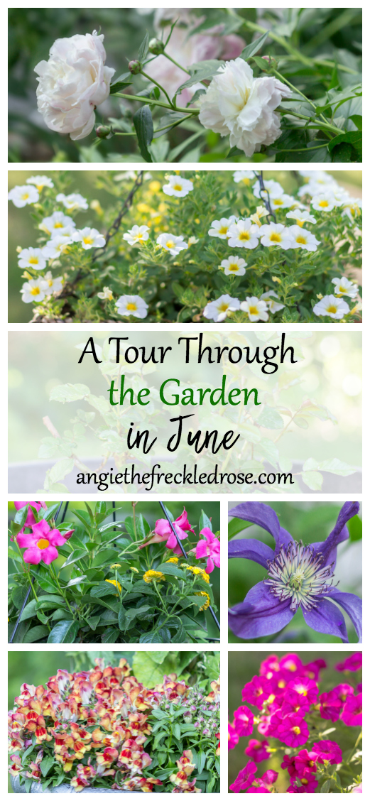 A Tour Through The Garden In June | angiethefreckledrose.com