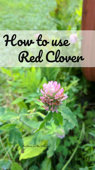 How To Use Red Clover | Feathers In The Woods