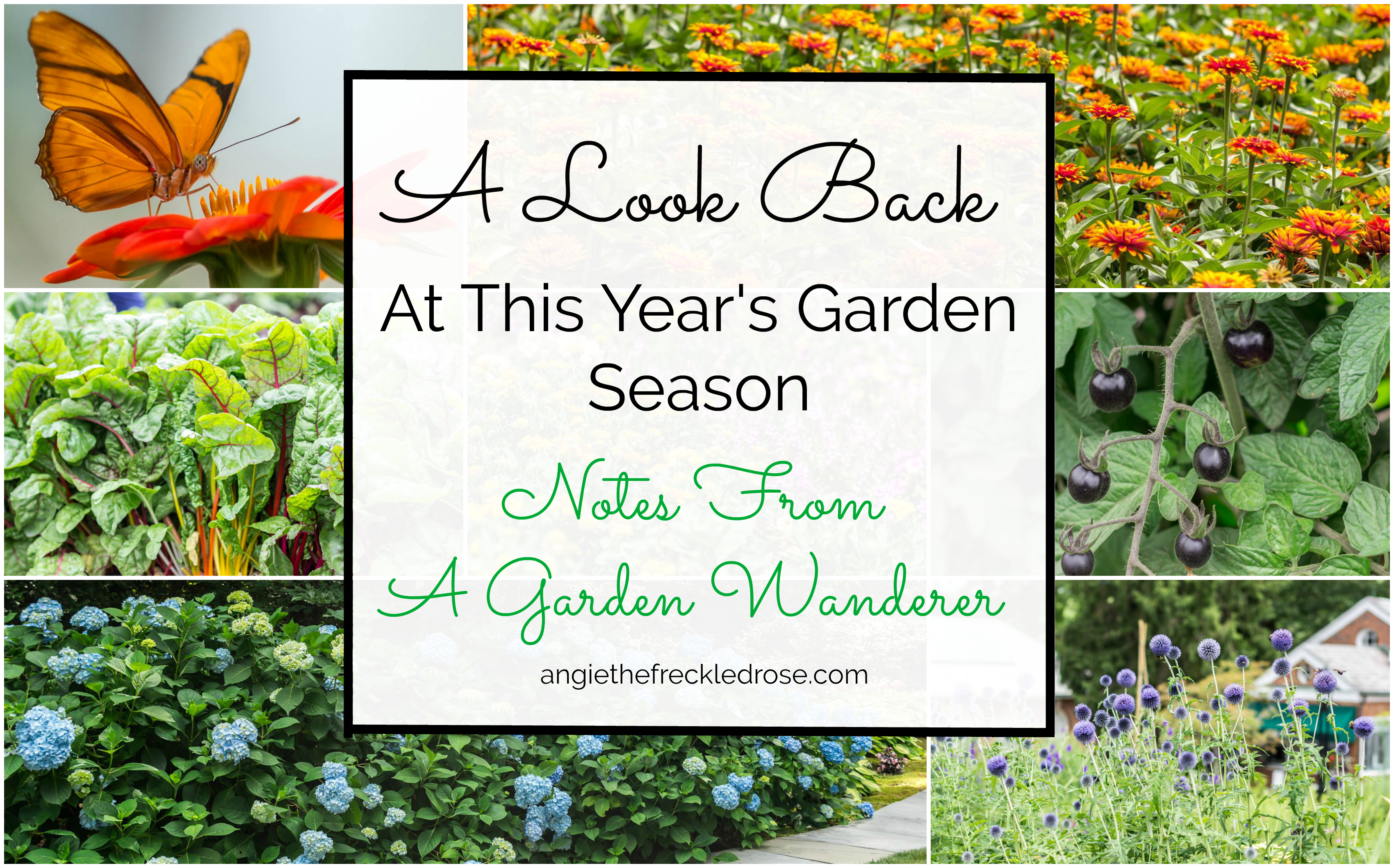 A Look Back At This Year's Garden