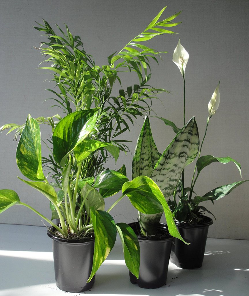 Air Cleaning Plants For Your Home | Comfort Spring