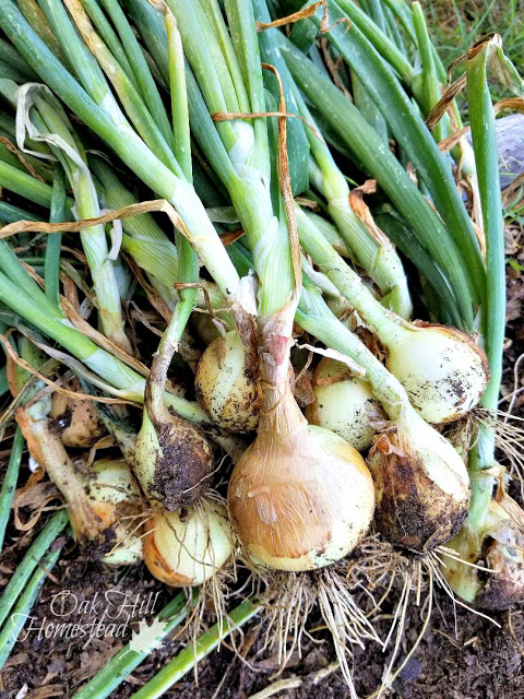 Harvesting and Curing Onions | Oak Hill Homestead