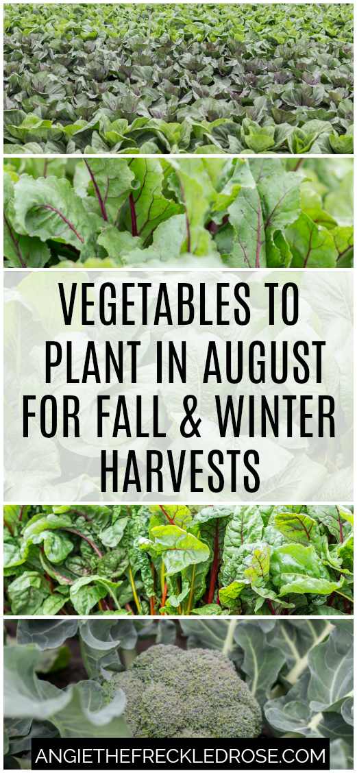 Vegetables to Plant in August for Fall & Winter Harvests