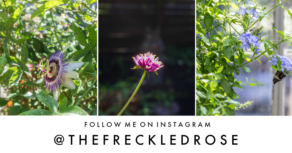 follow_on_instagram_thefreckledrose