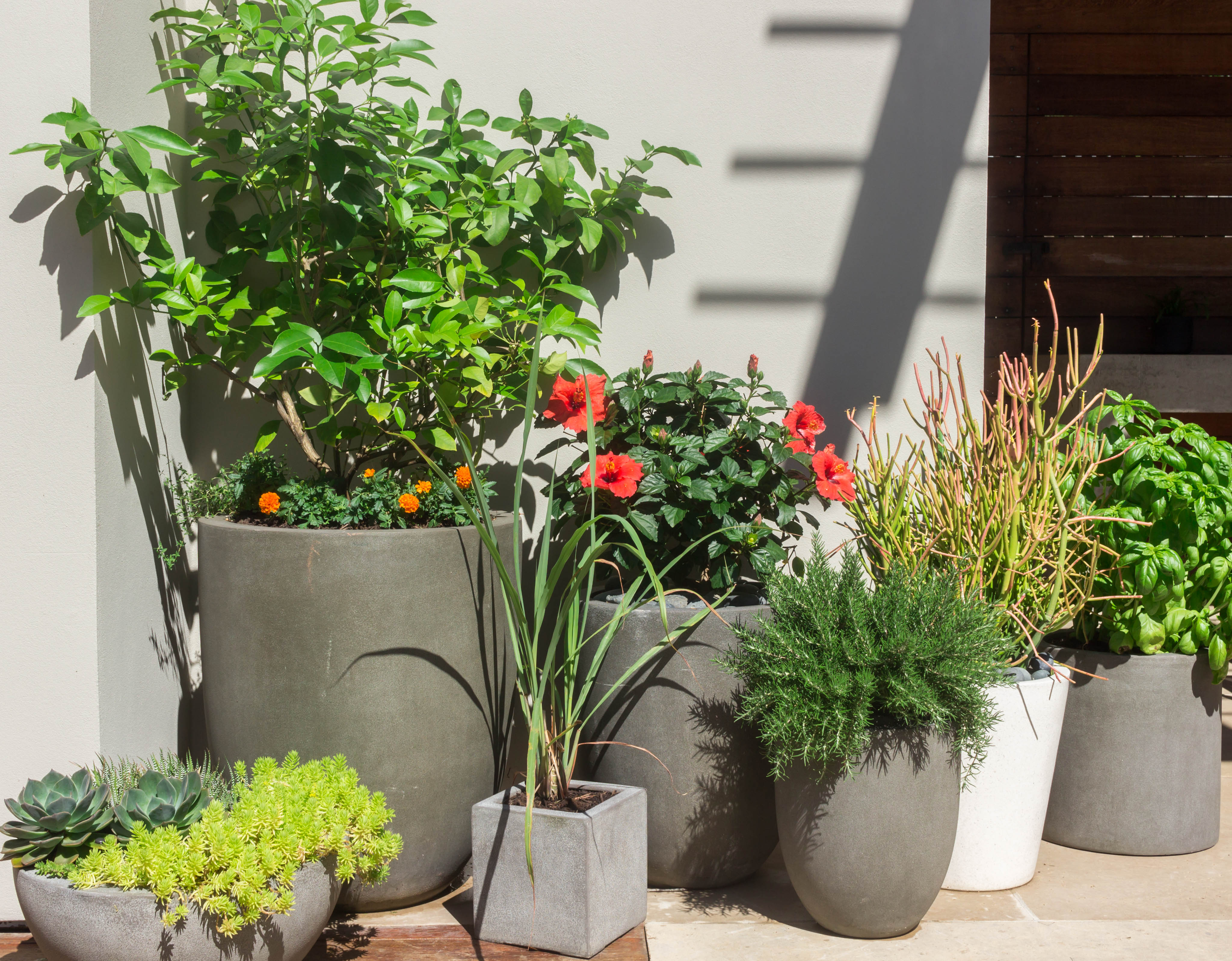 How to Successfully Group Garden Pots for Visual Impact